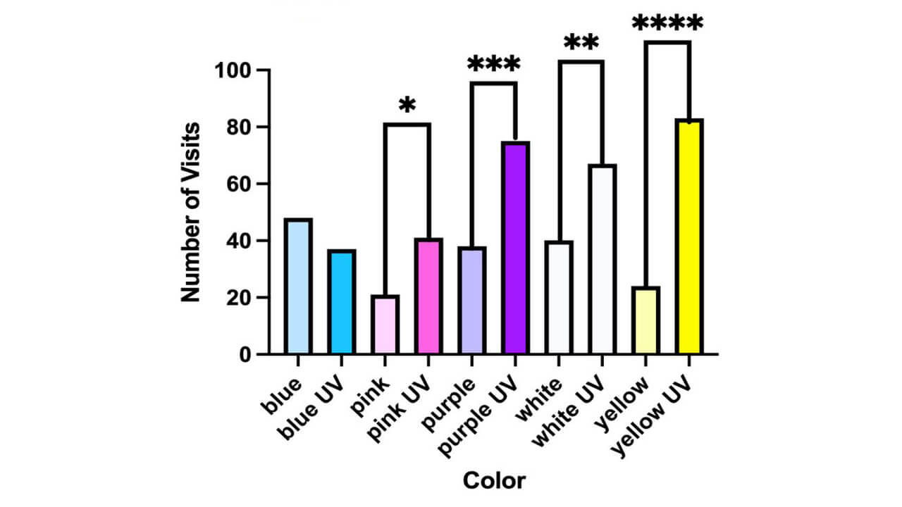 Graph showing number of visits by dipterans