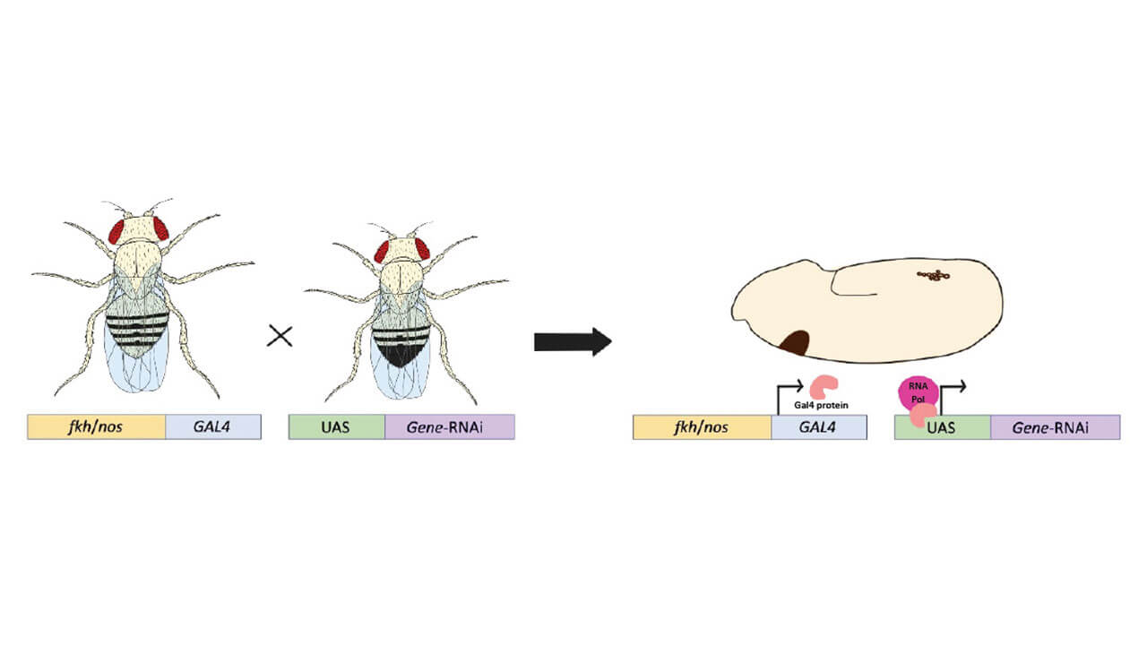 graphic depicting Gal4 protein occurring in fruit fly offspring